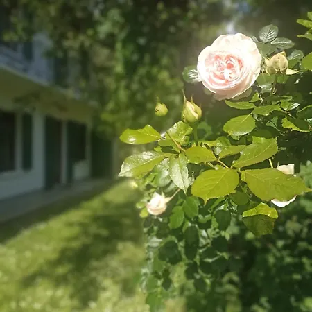 奥丁住宿加早餐旅馆 布鲁佐罗